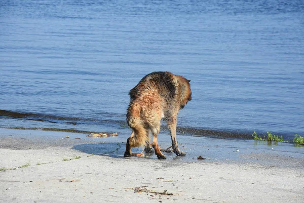 동쪽 유럽 목 떨고 연못의 해 안에 젖은 개 품종 — 스톡 사진
