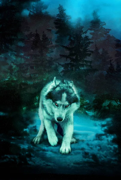 Gonosz Farkas egy sötét erdőben — Stock Fotó