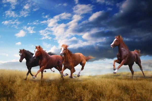 Un petit troupeau de chevaux saute rapidement par-dessus la steppe — Photo