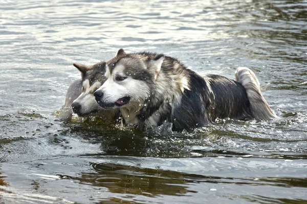 Two Alaskan Malamute dogs swim — Stock Photo, Image