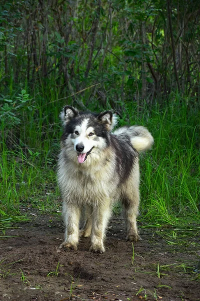 Alaskan Malamute köpek yeşil orman içinde