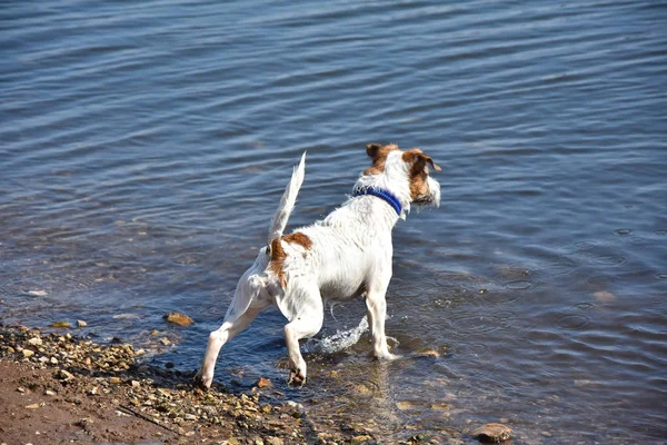 Pequeno cão valente raça Jack Russel terrier — Fotografia de Stock