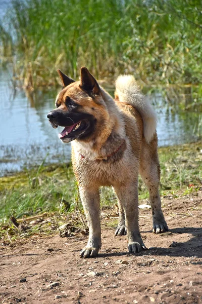 아키타 Inu의 개 — 스톡 사진