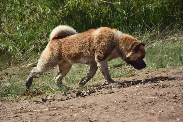 Akita Inu rasen hund — Stockfoto