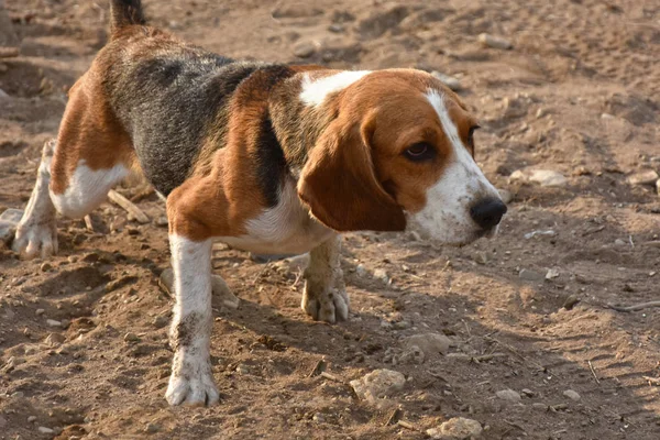 Pies rasowy beagle — Zdjęcie stockowe