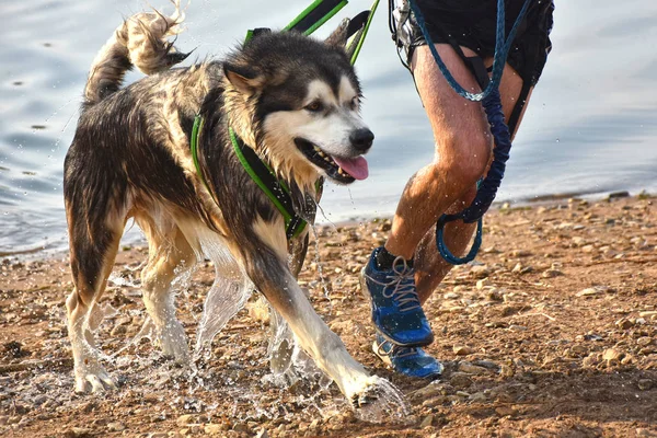 Kanikross - a köpek ile çalışan