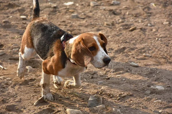 köpek beagle çalışır