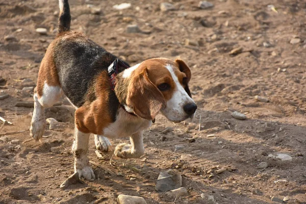Cão beagle corre — Fotografia de Stock