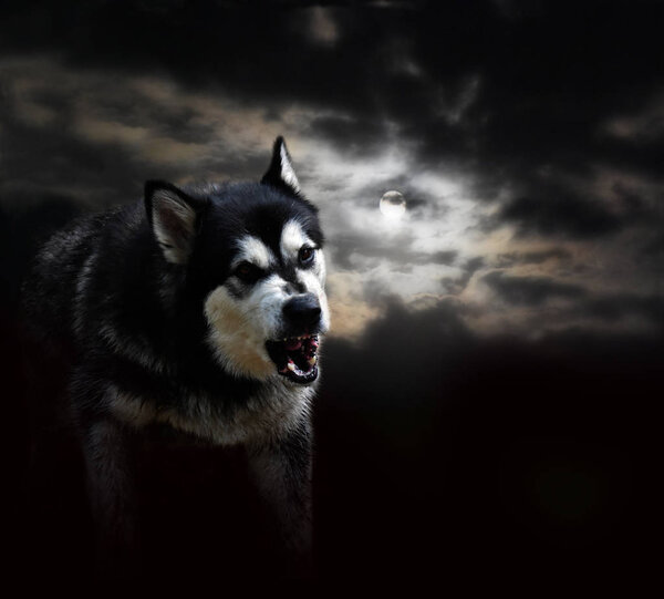 Aggressive wolf rocks against the full moon