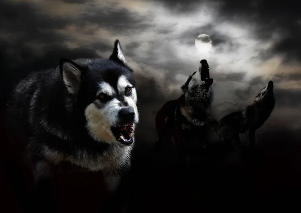 Three wolves and a moon in the clouds — Stock Photo, Image