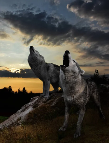Dwa wilki wycie przeciwko zachód słońca — Zdjęcie stockowe