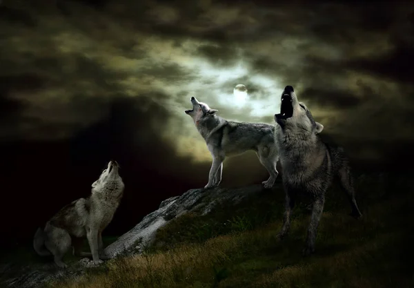 Un branco di lupi in una notte buia — Foto Stock