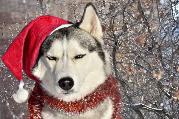 Perro Insatisfecho Raza Husky Siberiano Sienta Sombrero Santa Claus Guirnalda —  Fotos de Stock