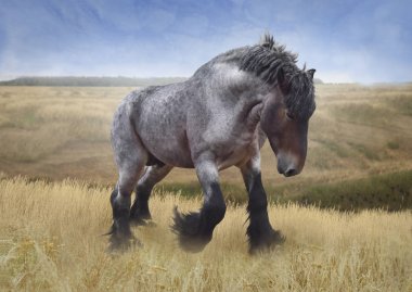A huge powerful horse of the Brabanson breed runs against the background of a steppe landscape  clipart