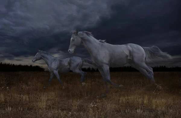 暗い空の背景草原で頭の黒い馬の迅速な夜のジャンプ — ストック写真