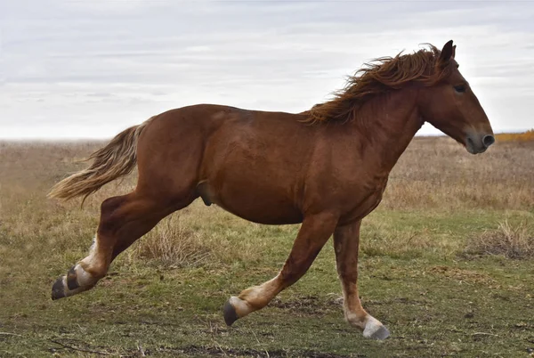 Potężny Silny Koń Rasy Rosyjski Ciężkich Działa Polu — Zdjęcie stockowe