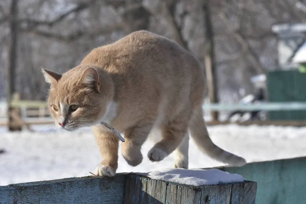     Işık kırmızı ev kedisidir çit kış avlunun arka planda önemli yürüyüşler 