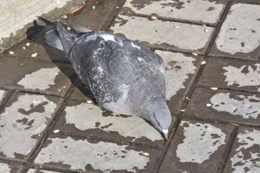 bir gri şehir güvercin asfalt üzerinde erimiş buz akışı içecekler 