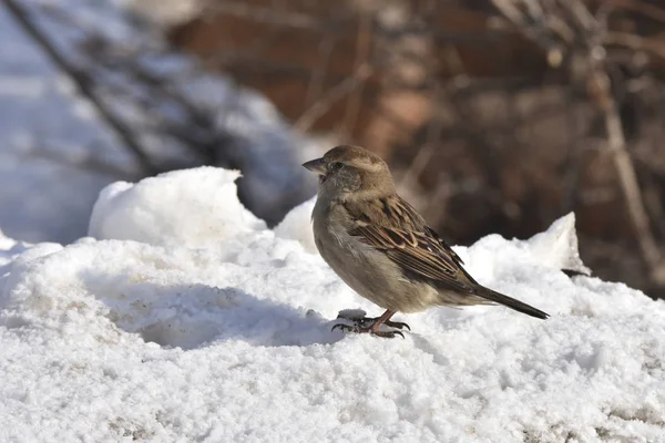 Gray Brown City Sparrow Sits Spring Melting Snow Stock Photo