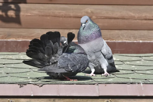 Oiseau Pigeon Amour Est Rituel Parade Nuptiale Pour Dame Après — Photo