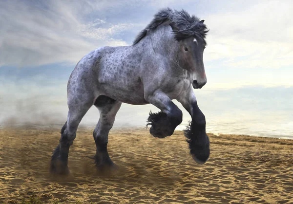 muhteşem sağlam ve güçlü aygır Brabanson doğurmak