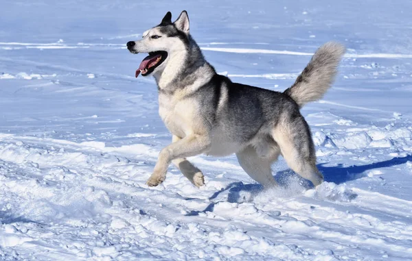 Pies Rasy Husky Syberyjski Jest Uruchamiany Przez Śnieg — Zdjęcie stockowe