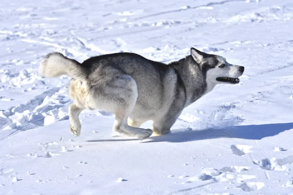 Hunde Der Sibirischen Husky Rasse Laufen Gerne Durch Den Schnee — Stockfoto