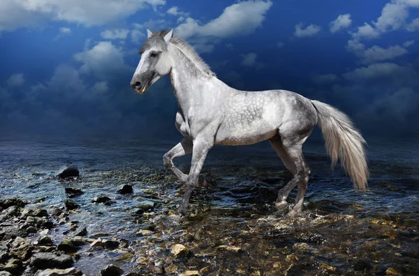 Piękny Biały Koń Biegnie Kamiennej Płytkiej Wodzie — Zdjęcie stockowe