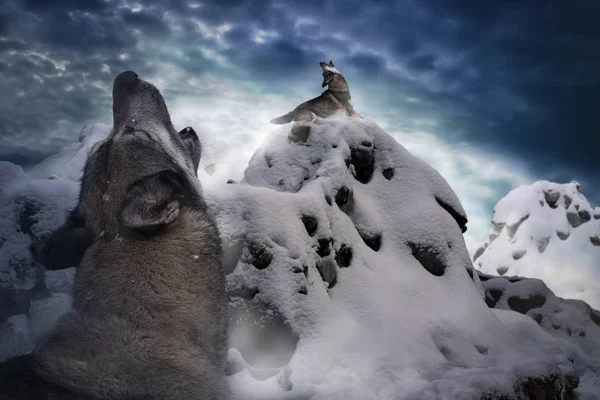 狼在寒冷的雪山中嚎叫 — 图库照片#