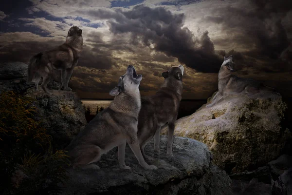 在一个漆黑的夜晚 一群狼向月亮打招呼 — 图库照片#