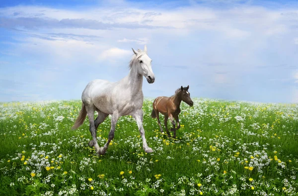 Cavalo Branco Com Galope Potro Prado Florido — Fotografia de Stock