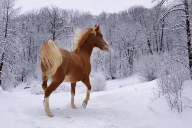 Kış ormanında kırmızı at