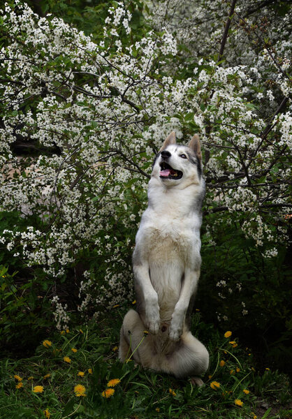 Siberian husky breed dog among blooming cherries and dandelions