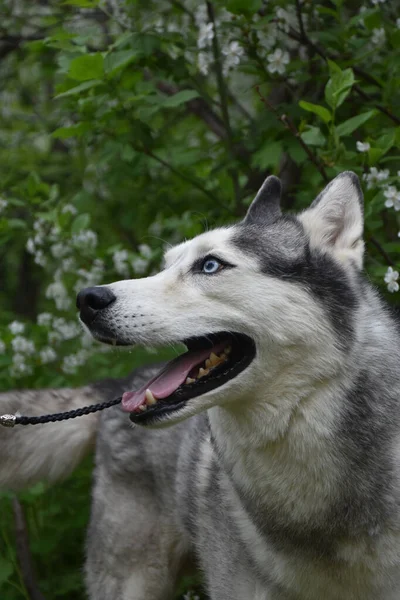 Mavi Gözlü Köpek Husky Bahar Ağaçlarının Arka Planında Güzel Görünüyor — Stok fotoğraf