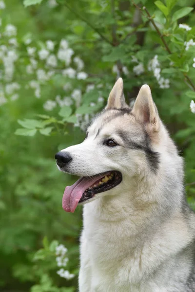 Retrato Uma Raça Cão Husky Siberiano Contexto Árvores Florescentes — Fotografia de Stock