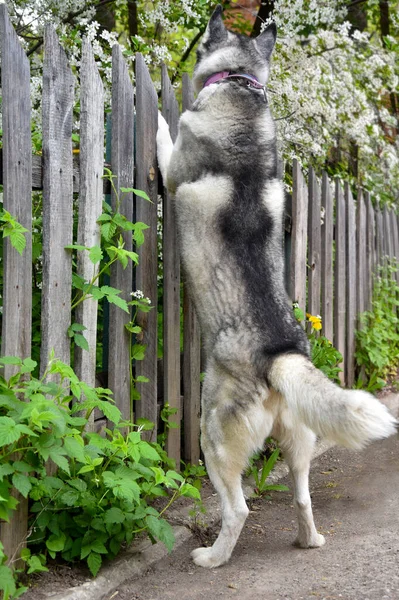 curious dog peeks over the fence