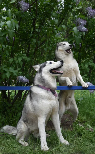 Surpreendido Atordoado Dois Cães Raça Husky Siberiana Olhar Espanto — Fotografia de Stock