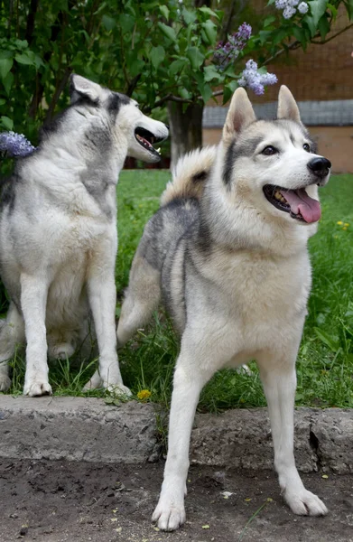 Sibirya Husky cinsinden iki köpek çiçek açan leylak rengi bir arka planda