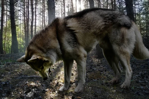 Lobo Enojado Verano Bosque Conífero — Foto de Stock