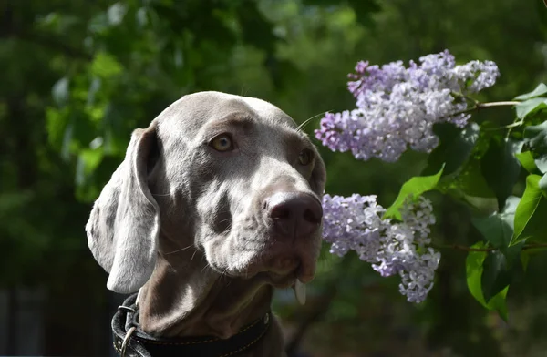 Portret Psa Polowania Rasy Weimaraner Tle Kwitnącego Bzu — Zdjęcie stockowe