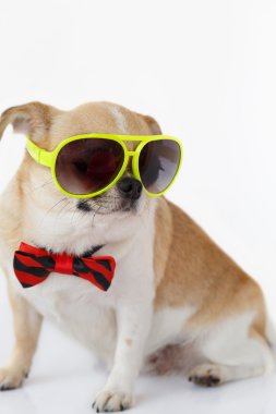 şirin chihuahua köpek 