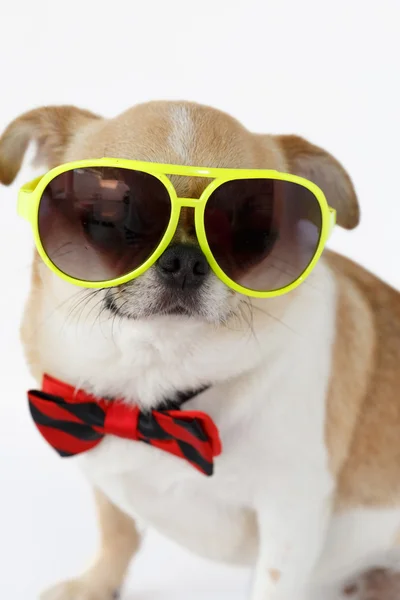 şirin chihuahua köpek 