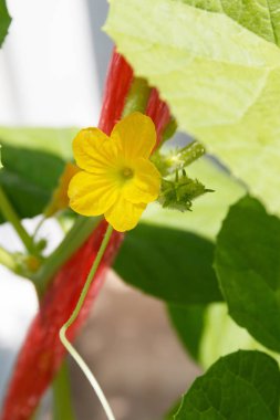 Küçük kavun çiçek 