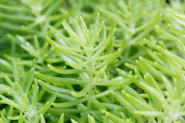 Bakgrund av purslane växt. — Stockfoto