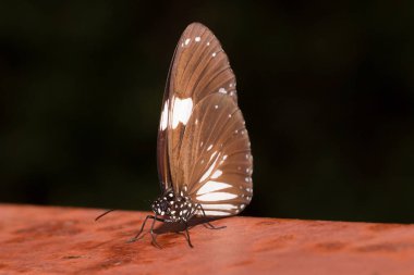 Tatlı güzel kelebek 