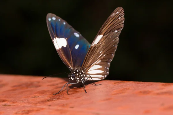 Nahaufnahme schöner Schmetterling — Stockfoto