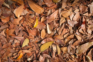 Sonbahar kuru yapraklar
