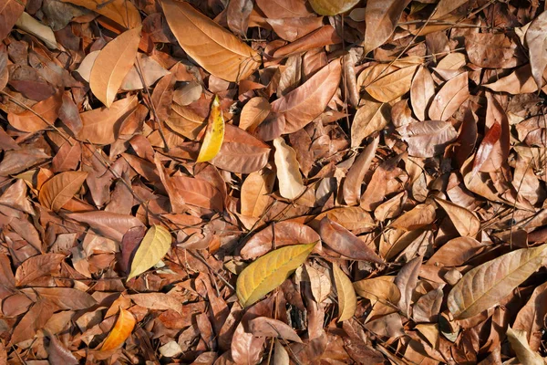 Sonbahar kuru yapraklar