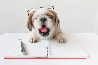 Defter ve kalem ile köpek.