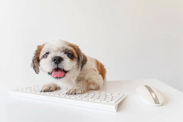 beyaz arkaplan üzerinde köpek.